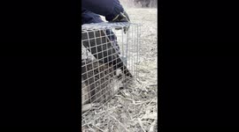 Raccoon released after living in a church that was under construction in Markham, Ontario