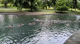 Ducks making sounds on the water in Roberts Park Saltaire West Yorkshire UK
