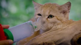 Arabian sand cat uses inhaler, and it's arguably the cutest thing you'll see