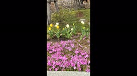 Spring flowers in Kobe, Japan. We do have more than just cherry trees here!