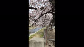 One Minute Walking Along the Ashiya River in Springtime, at the Height of the Cherry Blossoms' Beauty!