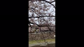 Walk Down the River Lined with Blossoming Cherry Trees in Ashiya, Japan with Me!