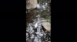 Hidden Japanese Water Garden with Koi and Small Waterfall in Osaka, Japan Somewhere Near the Japanese Mint Building
