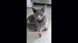 Angry cat! Held a grudge because I brushed him..