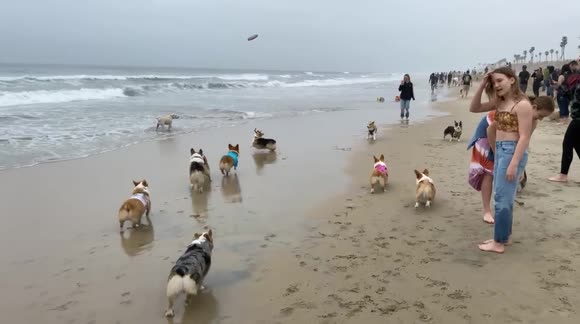 Corgi party: over 1,000 turn out at event in California