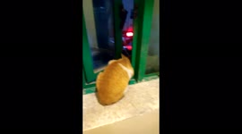 Pet cat jumps out of window in surprise