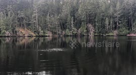 Two American Bald Eagles Battle it out for a trout on the lake