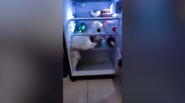 Doting pet owner begs naughty pooch to come out of fridge during hot weather