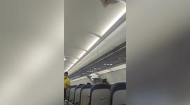 Stowaway bat causes panic after flying onto plane preparing for take-off