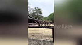 Elephants begin fighting during performance for audience at tourist hotspot in China