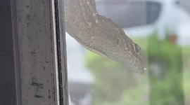 Lizard contemplates his day as he hangs out on a window pane!!!