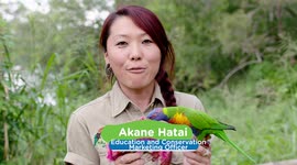 Why The Rainbow Lorikeets Are Called the Jewels of the Australian Skies