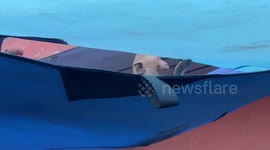 Shopkeepers in Thailand's monkey-infested Lopburi province prepare to move as primate invasion decimates local economy