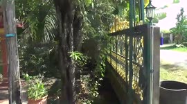 Grandmother, 90, dies from wasp attack after mistaking killer insects' nest for a mango