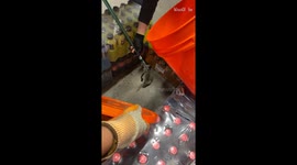 ''My last brain cell' Coworkers unite to... catch a rat! '