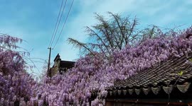 Stunning 'waterfall of flowers' drapes roofs of houses in eastern China
