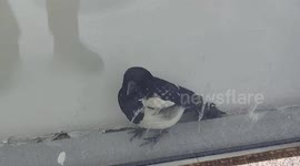 Construction workers and firemen free magpie trapped in glass curtain wall in China