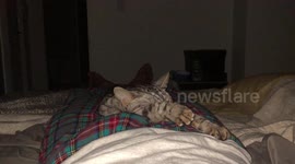 Bengal kitten sleeps on his owner and twitches in his sleep while he dreams about hunting