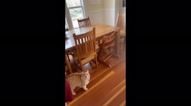 Vocal and sassy cat replies NO when pet sitter asks if he'll miss him