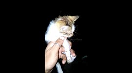 Abandoned baby kitten with eye infection being rescued
