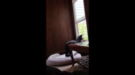 Hi guys, it's me Bella again. This is my lazy day when I'm not working,  I sit play the staring game with squirrels.