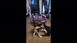 I'm back guys, it's Bella. This time I'm with my little sister Nala. Mommy just vacuumed.