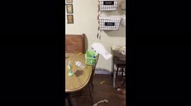 'Cute cockatoo makes a mess while looking for her favorite toy '