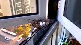 COVID-19 worker finds bird nest with eggs on flat window after being away for more than 20 days