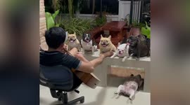 Hilarious moment French Bulldog sleeps like a log while its friends listen to owner's music