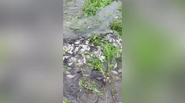 Thousands of fish seen attempting to swim upstream in reservoir in China