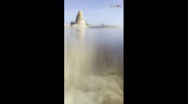 ''Conch on the Move' Sea snail trying to get to the deeper part of the ocean '