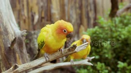 Tiny sun conure birds have huge voices
