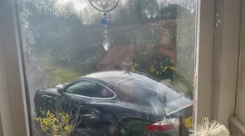 Blackbird attacks black jag xk