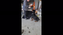 Look at his wagging! Rottweiler has adorable reaction to getting treats from human grandpa