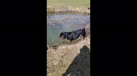 Bruin the rottweiler really wants to swim at grabdpas but it's just too cold !