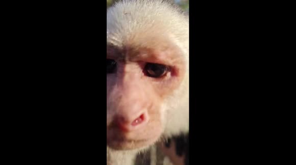 Cute monkey tries to steal man's phone in Costa Rican wilderness