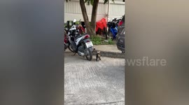 Aggressive birds repeatedly divebomb confused pet cat minding its own business