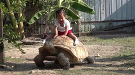 Little girl has fairytale-like hobby riding on giant turtle's BACK