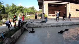 Thirsty cow rescued from water-filled pit after it fell in 'while looking for a drink'