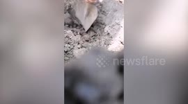 Kind passerby saves stray puppy trapped underground in Vietnam