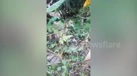 Greedy snake spits out another serpent in a pond