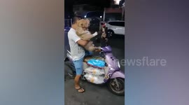 Pet pit bull terrier asks owner to take him for motorcycle ride