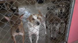 Animal shelter houses hundreds of stray dogs and cats in Thailand