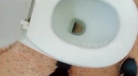 Shocked husband finds python in the toilet in Thailand