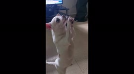 Dog dancing