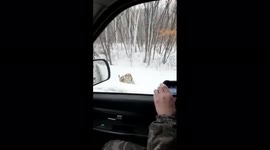 Wild tiger near the highway in Primorye