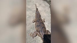 Irritated croc bites owner's hand while he's rubbing its back in Indonesia