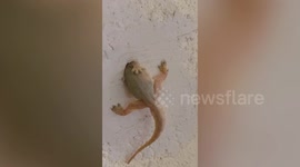 Gecko with its head stuck in tiny hole in wall rescued in Thailand