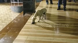 Mama dog tries hard to keep the drenched puppy warm with the help of human pals in South India