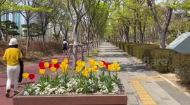 With Social Distancing Easing, South Korean’s Head Outdoors to Busan Citizens Park